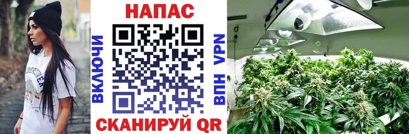 Конопля конопля Чишмы
